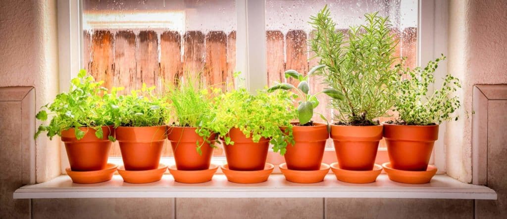 Indoor Gardening Kits